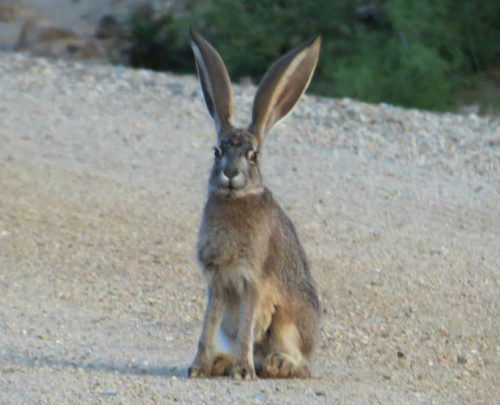 Jackrabbit